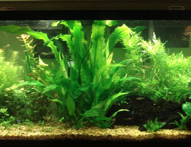 55 gallons planted tank (mostly live plants and fish) - My 55 Gallon Tank