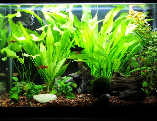20 gallons planted tank (mostly live plants and fish) - tank as of 6/30/10