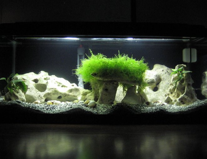 20 gallons planted tank (mostly live plants and fish) - 20G (long) Lake Tanganyika shell dweller tank