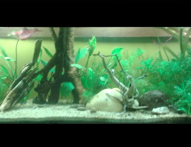 27 gallons planted tank (mostly live plants and fish) - my first planted tank