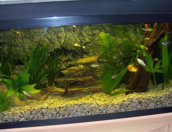 20 gallons planted tank (mostly live plants and fish) - Tank 1