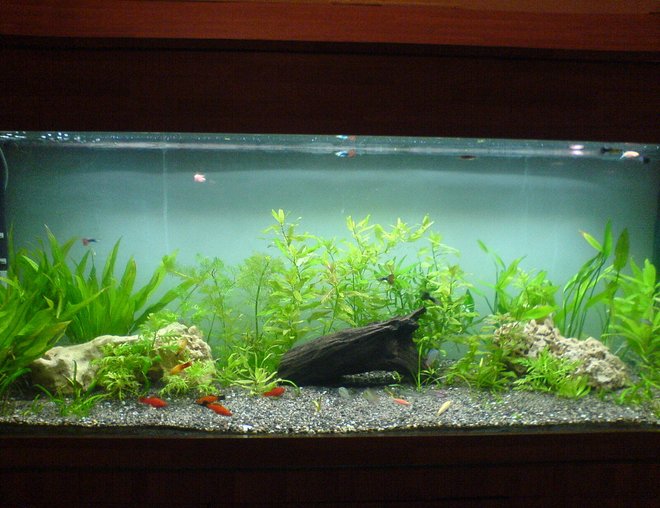 20 gallons planted tank (mostly live plants and fish) - My planted tank new setup, just 10 days old