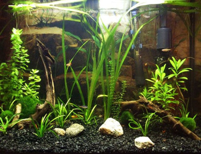 20 gallons planted tank (mostly live plants and fish) - 6 tetra neon
4 tetra chinois
4 platy
~20 cerry shrimp
with marimo balls