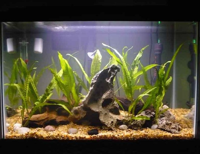 20 gallons planted tank (mostly live plants and fish) - Java Fern, grotto rock and mopani wood.