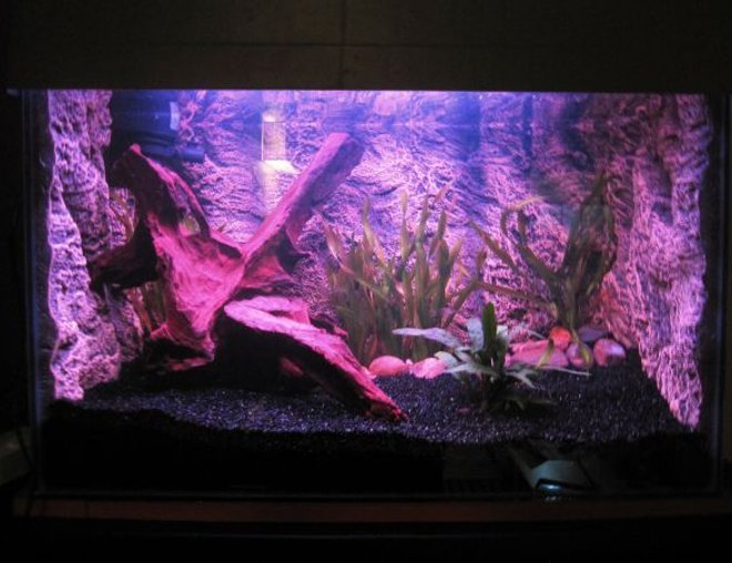 20 gallons planted tank (mostly live plants and fish) - 20 gallon tank, powerhead tofilter box and 15w red fluorescent