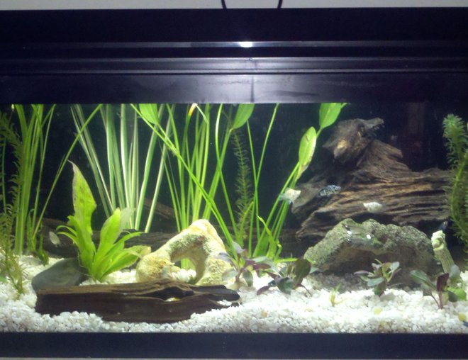20 gallons planted tank (mostly live plants and fish) - all live plants(17 total) and fish(5 glass catfish, 2 yellow khili fish, 2 small red bellied newts, 3 snails, 1 small albino plecostamous, 3 white balloon mollys, 2 black/white speckled mollys, multiple ghost shrimp), 5 driftwood peices