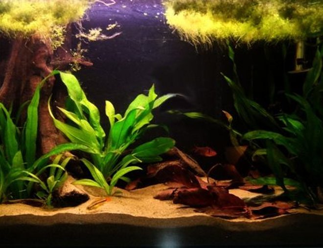 55 gallons planted tank (mostly live plants and fish) - My 60cm Amazon Themed Tank
2 Apistogramma Agassizi "Double Red",
6 Serpae Tetra.