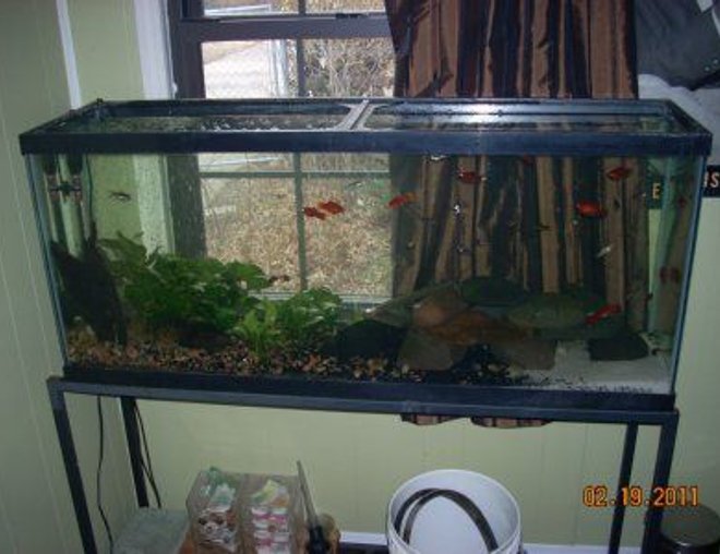 55 gallons planted tank (mostly live plants and fish) - no filtration; no chemicals added; no overhead lighting (only natural sunlight); one 400 watt Theo heater and 2 bubble flexible wands powered by one air pump...over 45 fish; over 25 snails; live anubias plants; malaysian wood; river rock; white sand with river pebble - crystal clear all natural ecosystem