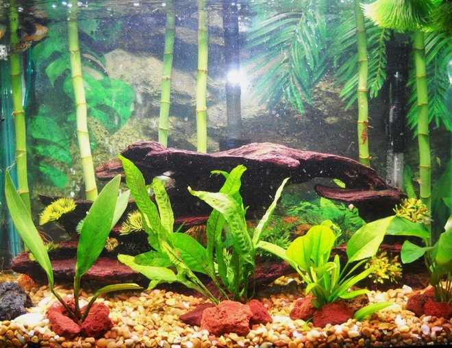 55 gallons planted tank (mostly live plants and fish) - 20g planted
brackish 
assorted mollies
driftwood
lava rocks
-what rating would you give this tank?-