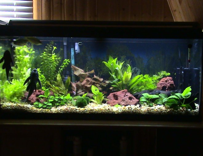 55 gallons planted tank (mostly live plants and fish) - my tank