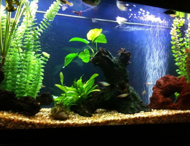 55 gallons planted tank (mostly live plants and fish) - 55 gal. fresh water(community,40%planted), twin 28W T5 HE lights with moonlight LED's,running a Fluval 305 cannister filter...