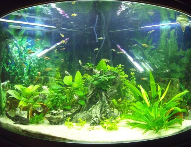 55 gallons planted tank (mostly live plants and fish) - Jebo Corner Tank
200l
+-45 fish