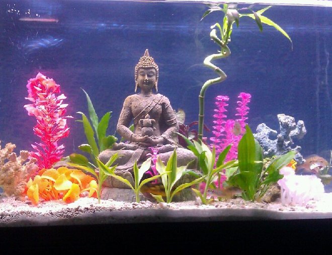 55 gallons planted tank (mostly live plants and fish) - A buddha statue complimanted by fake coral, live and fake plants and ground layered with sand and pukka shells.