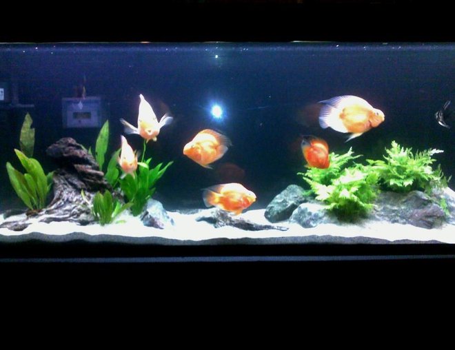55 gallons planted tank (mostly live plants and fish) - simple and neat