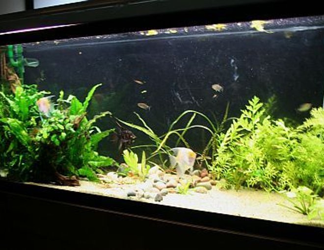 planted tank (mostly live plants and fish) - 55g Planted
3 angefish
3 yoyo loaches
celestial pearl danios
cherry barbs
red eye tetra