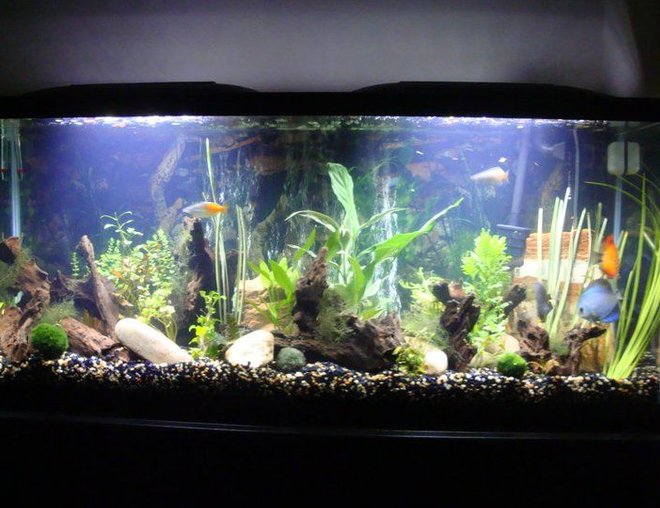 55 gallons planted tank (mostly live plants and fish) - 55 gal 48x24x18 LED lights 100 gallon marineland canister filter.. we got the larger filter for extra filtration! 5 Discus, 3 cory cats, 2 rainbow fish, 6 kuhli loaches "Assorted bunches" of plants, java moss, moss balls.