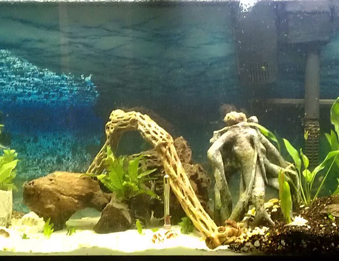 55 gallons planted tank (mostly live plants and fish) - 1st planted working on it
