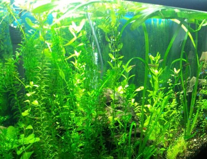 55 gallons planted tank (mostly live plants and fish) - 55g angled shot