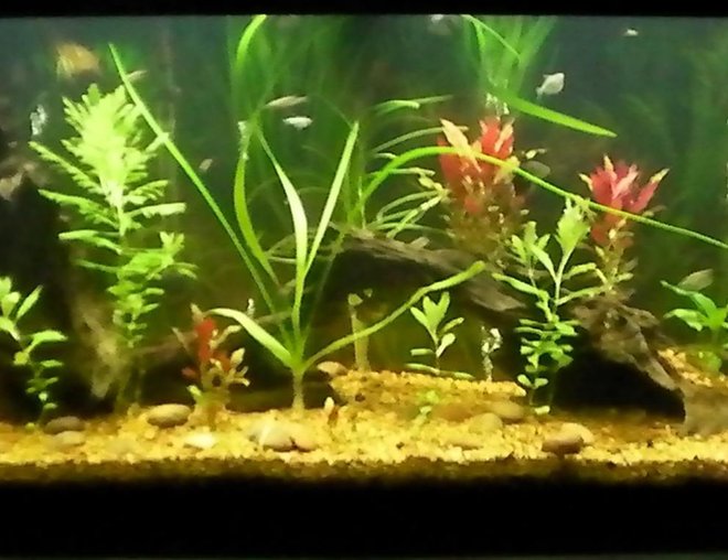 55 gallons planted tank (mostly live plants and fish) - 55gal planted with
tetras,cats,shrimp,and snails
