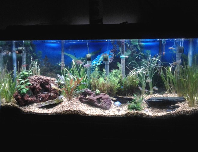 55 gallons planted tank (mostly live plants and fish) - 55 gallon tank. 45 fish, all live plants, lava rocks and
slate. A all natural habitat.