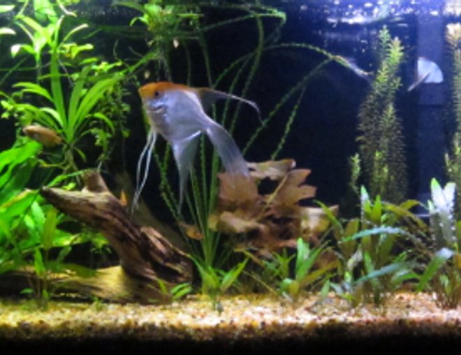 55 gallons planted tank (mostly live plants and fish) - Planted aquarium that is 1 year in the making.