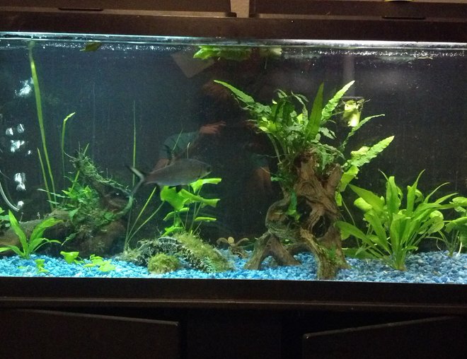 55 gallons planted tank (mostly live plants and fish) - My tank :)