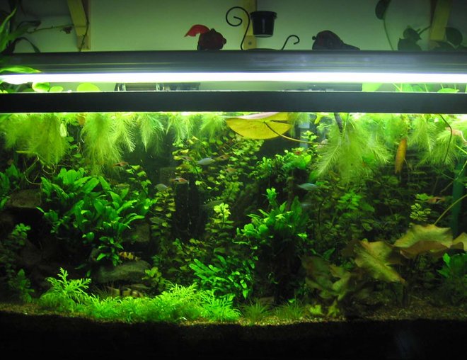 55 gallons planted tank (mostly live plants and fish) - 55 gallon planted tank.  It finally grew in!!