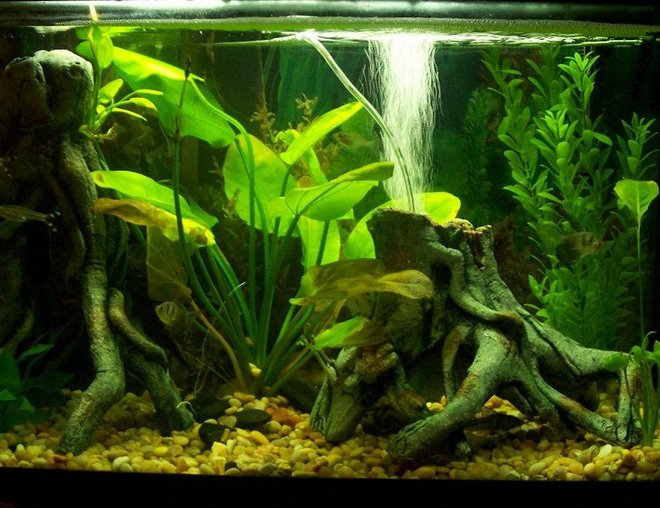 30 gallons planted tank (mostly live plants and fish) - this is my thirty G.  tank re-done in my new place.