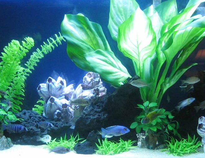 55 gallons planted tank (mostly live plants and fish) - Cichlid Tank