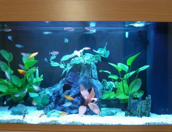 32 gallons planted tank (mostly live plants and fish) - updated the decoration of my tank