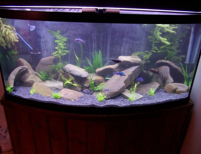 72 gallons planted tank (mostly live plants and fish) - African Cichlids (Lakes M & T).
Live Plants