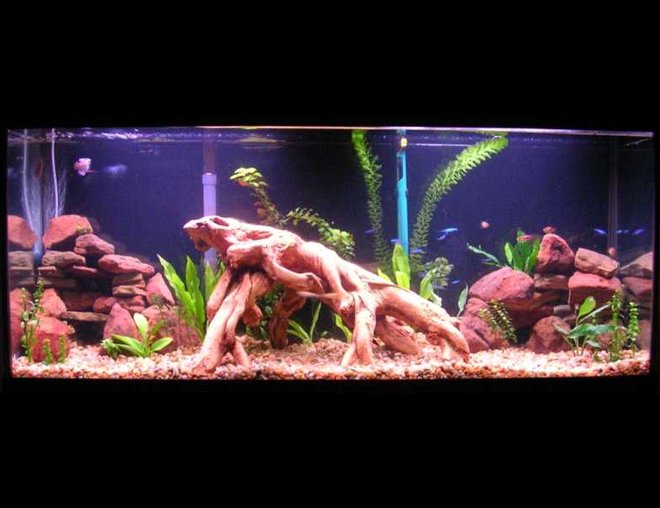 planted tank (mostly live plants and fish) - My first planted tank(55 gal.).Tank is about 5 months old now. Amazon swords, other swords,red ludwigia, moneywort, java fern, "frill plant?", some other unknowns. 2-Powder Blue Gouramis, 13-Neons, 2-Harlequin Rasboras, 1-Pleco, 3- guppies, 2- leopard Danios, snails and ghost shrimp. No C02 or special substrate. It's still a work in progress.