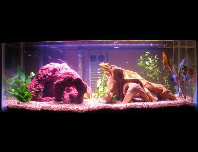 planted tank (mostly live plants and fish) - A 20 gal. long tank for our many guppies, some ghost shrimp,some snails, and a crawfish. Moneywort, java fern, Bacopa, unknown swords. Hagen C02 system, Aqua-Glo 15W, laterlite substrate.