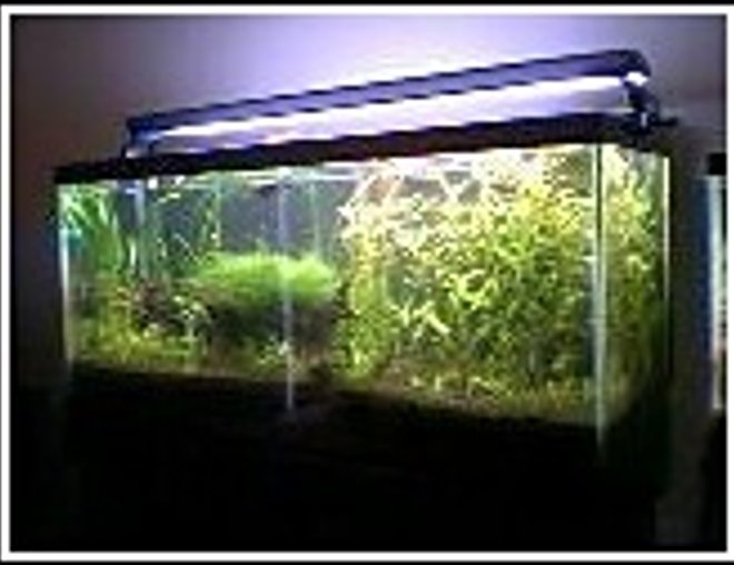 30 gallons planted tank (mostly live plants and fish) - My second child! AGA 30 USG long (36"x13"x17"), Oddysea 36" 96W compact flourescent light, AquaClear 50 modified with DIY water deflector and sponge over intake, two 2 liter bottles DIY CO2 fed into intake, Eco-Complete, Seachem Flourish tabs, and liquid ferts
(The huge mound of Java moss is temporary. I have a paradise fish spawn in there now.)