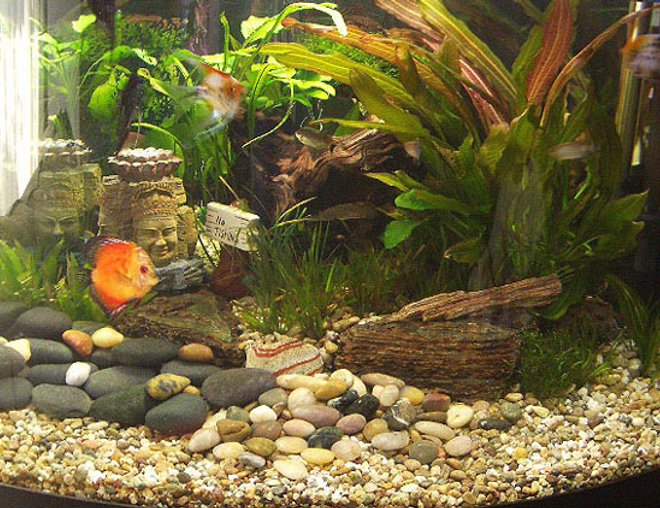 60 gallons planted tank (mostly live plants and fish) - Buddha