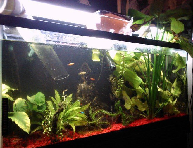 55 gallons planted tank (mostly live plants and fish) - This tank is connected with a tube bridge to another non planted tank, size is 55 gal.