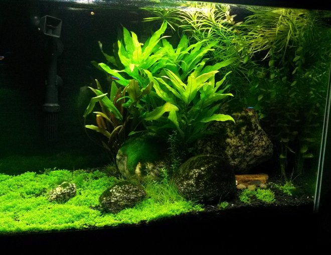 20 gallons planted tank (mostly live plants and fish) - Plants