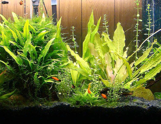 55 gallons planted tank (mostly live plants and fish)