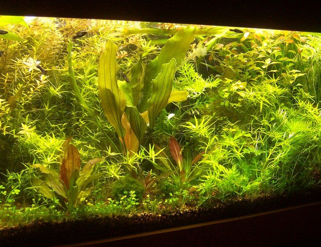 55 gallons planted tank (mostly live plants and fish) - My Aquatic Jungle