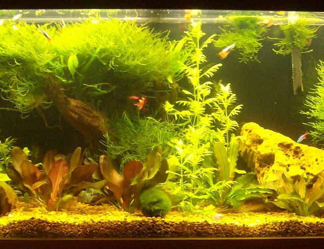 55 gallons planted tank (mostly live plants and fish) - bonzi look