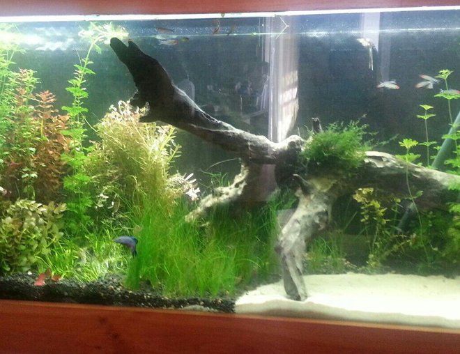 55 gallons planted tank (mostly live plants and fish) - Driftwood and aus sie native plants except java moss