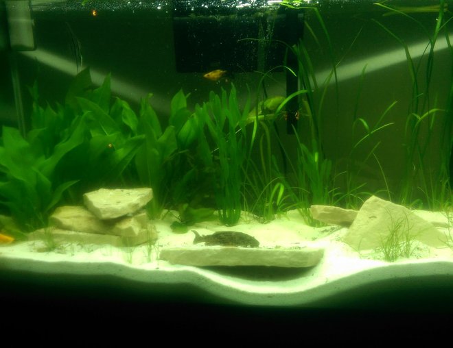 55 gallons planted tank (mostly live plants and fish) - Clean seas.