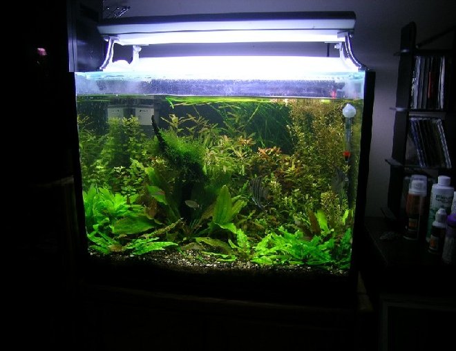 34 gallons planted tank (mostly live plants and fish) - My first planted tank.