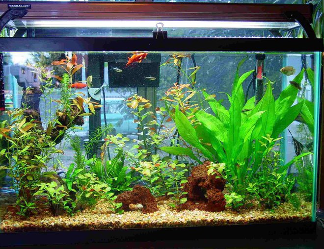 30 gallons planted tank (mostly live plants and fish) - 30 gal, dye co2 system, penguin 350 powerfilter, 200 watt heater, 160 watt aqualights on for 12 hours a day. 20 percent water change every saturday, feeding 3 tmes a week.