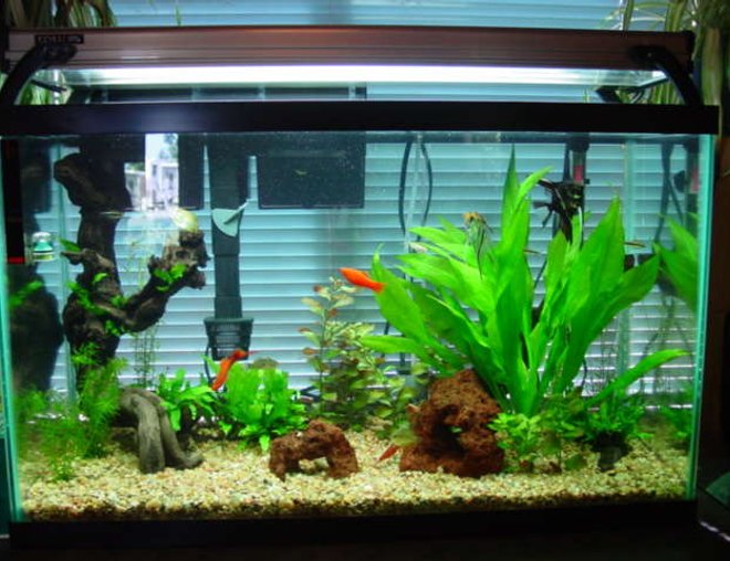 30 gallons planted tank (mostly live plants and fish) - After a full revamp of the tank. Tank grows out of control, and requires pruning every 2 weeks. Lot's of work, and I love every minute of it!