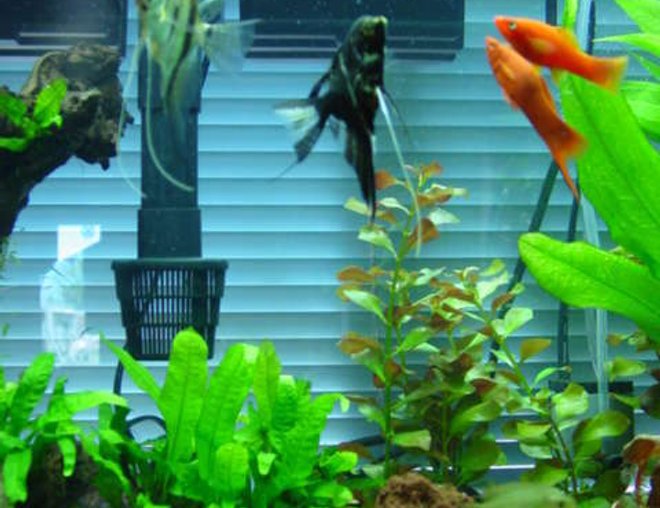 30 gallons planted tank (mostly live plants and fish) - Close up of the left side, the angels, and swords seen here along with the FFF {florda flag fish} in the far back, and the 2 Chineese Algea eaters. also female Gourami bottom right, and 2 wood shrimp! . .  Drift wood, with numerous Java ferns growing off of it . ..