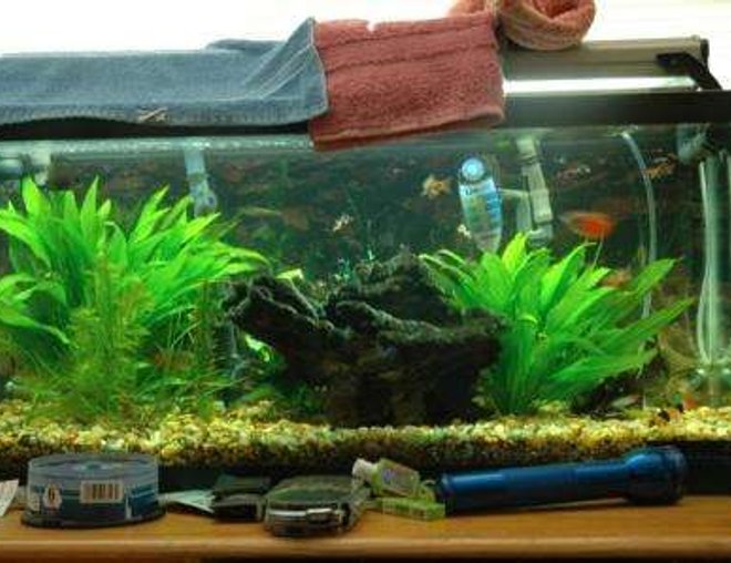 40 gallons planted tank (mostly live plants and fish) - lolz