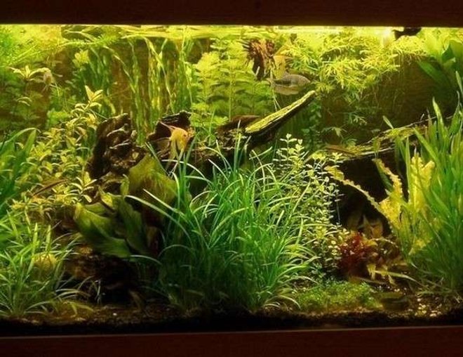 planted tank (mostly live plants and fish) - Aquarium 150 x 60 x 50 ///
Filter... external, foam, 4,5 galons ///
Light ... 6 x 36 watt ///
CO2 ... yeast + sugar ///
UV sterilization ... DeBary 15 watt ///