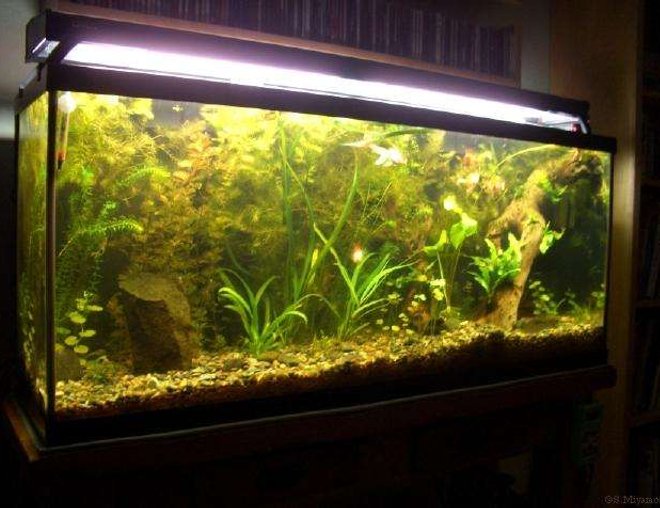 55 gallons planted tank (mostly live plants and fish) - Photo taken 4/19/06