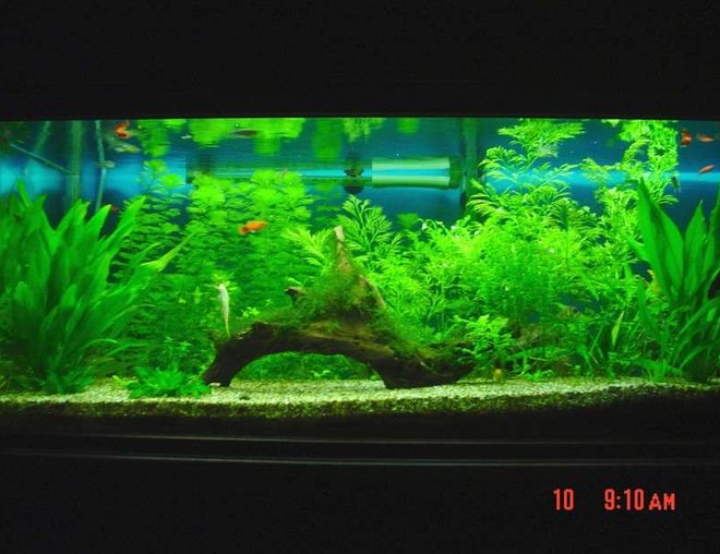 60 gallons planted tank (mostly live plants and fish) - Java moss covered drift wood centrepiece